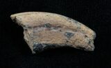 Dromaeosaur (Raptor) Toe Claw - Two Medicine Formation #3837-2